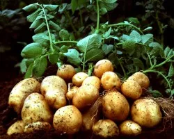Kálium-nitrát (kálium) alkalmazása -, amelyre a kompozíció van szükség (mi) Kálium-nitrát (kálium) alkalmazása - mire van szükség struktúra