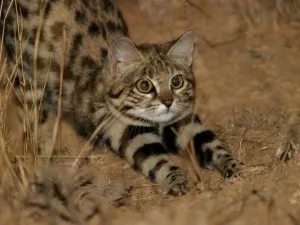 Jungle macska fotók, árak, fajta leírás, videó