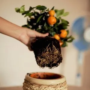 Calamondin vagy tsitrofortunella (home mandarin), az átültetést, ellátás és a reprodukció az otthoni (a gyümölcs) Calamondin vagy tsitrofortunella (home mandarin), az átültetést, ellátás és a reprodukció az otthoni