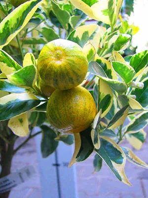 Calamondin - termesztés, gondozás és transzplantációs otthon, ha lehet enni a gyümölcsöt a citrusfélék, video (feltételek) Calamondin - termesztés, gondozás és transzplantációs otthon, ha lehet enni a gyümölcsöt a citrusfélék, video