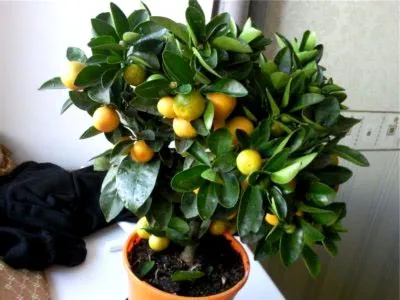 Calamondin Citrus ápolási otthon, az átültetést és a műtrágya