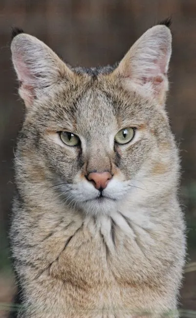 Jungle cat (12 fotó) hogy lehetséges-e tartani a házat videó leírása - murkote körülbelül macskák és macskák