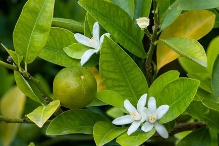 Calamondin - termesztés, gondozás és transzplantációs otthon, ha lehet enni a gyümölcsöt a citrusfélék, video (ellátás) Calamondin - termesztés, gondozás és transzplantációs otthon, ha lehet enni a gyümölcsöt a citrusfélék, video