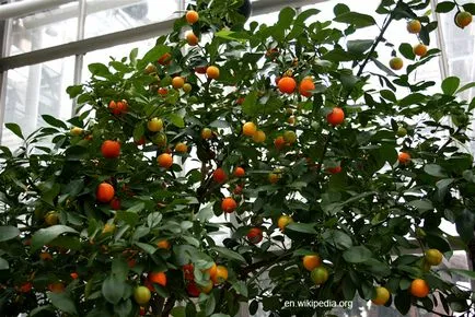 Calamondin otthoni gondozást (transzfer, szaporodás) (tsitrofortunella) Calamondin otthoni gondozást (transzfer, szaporodás)
