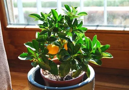 Calamondin - termesztés, gondozás és transzplantációs otthon, ha lehet enni a gyümölcsöt a citrusfélék, video (feltételek) Calamondin - termesztés, gondozás és transzplantációs otthon, ha lehet enni a gyümölcsöt a citrusfélék, video