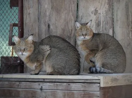 Jungle cat (12 fotó) hogy lehetséges-e tartani a házat videó leírása - murkote körülbelül macskák és macskák
