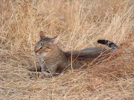 Jungle cat (12 fotó) hogy lehetséges-e tartani a házat videó leírása - murkote körülbelül macskák és macskák