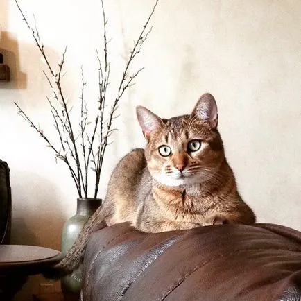 Jungle cat (12 fotó) hogy lehetséges-e tartani a házat videó leírása - murkote körülbelül macskák és macskák