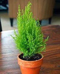 Cypress otthoni gondozást