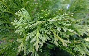 Cypress otthoni ápolás, szaporítás és az átültetést finomságok, a betegségek és kártevők (fotó)