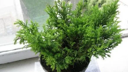 Cypress otthon, hogyan kell gondoskodni
