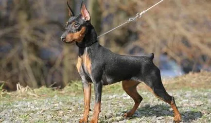 Doberman Pinscher (zwergpinschers) (zwergpinschers) Doberman Pinscher (zwergpinschers)