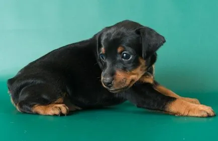 Miniature Pinscher fotó, ár, fajta leírás, képességgel, video - én watchdog (Pinscher) Miniature Pinscher fotó, ár, fajta leírás, képességgel, video - én watchdog