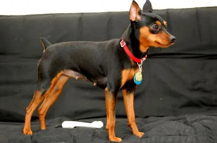Miniature Pinscher fotó, ár, fajta leírás, képességgel, video - én watchdog (fotó) Miniature Pinscher fotó, ár, fajta leírás, képességgel, video - én watchdog