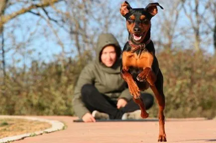 Miniature Pinscher fotó, ár, fajta leírás, képességgel, video - én watchdog (Pinscher) Miniature Pinscher fotó, ár, fajta leírás, képességgel, video - én watchdog