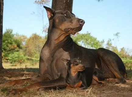 Miniature Pinscher fotó, ár, fajta leírás, képességgel, video - én watchdog (fotó) Miniature Pinscher fotó, ár, fajta leírás, képességgel, video - én watchdog