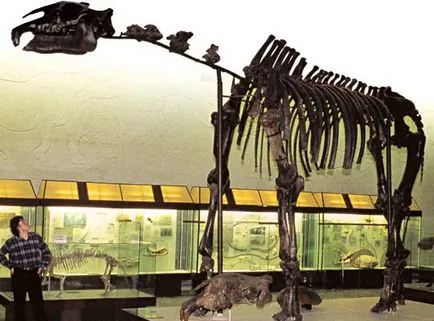 Cainozoic bestiary kiadvány körül a fényt