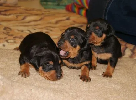 Miniature Pinscher fotó, ár, fajta leírás, képességgel, video - én watchdog (fotó) Miniature Pinscher fotó, ár, fajta leírás, képességgel, video - én watchdog