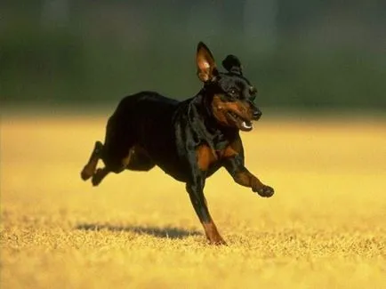 Miniature Pinscher fotó, ár, fajta leírás, képességgel, video - én watchdog (ár) Miniature Pinscher fotó, ár, fajta leírás, képességgel, video - én watchdog
