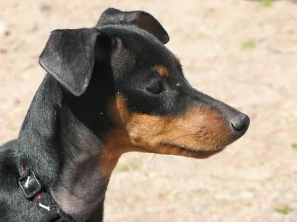 Miniature Pinscher fotó, ár, fajta leírás, képességgel, video - én watchdog (Pinscher) Miniature Pinscher fotó, ár, fajta leírás, képességgel, video - én watchdog