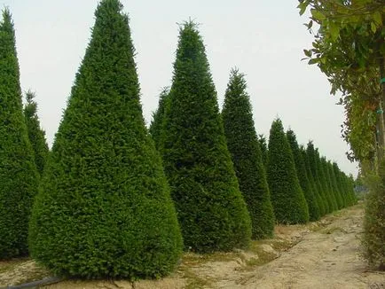 Cypress otthon, hogyan kell gondoskodni