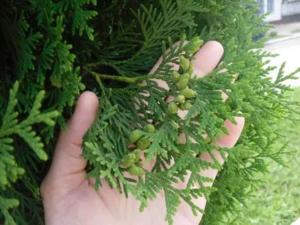 Cypress otthon, hogyan kell gondoskodni