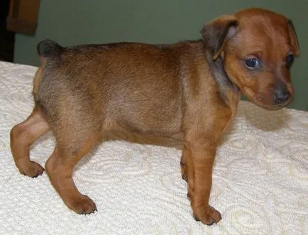 Miniature Pinscher fotó, ár, fajta leírás, képességgel, video - én watchdog (Pinscher) Miniature Pinscher fotó, ár, fajta leírás, képességgel, video - én watchdog