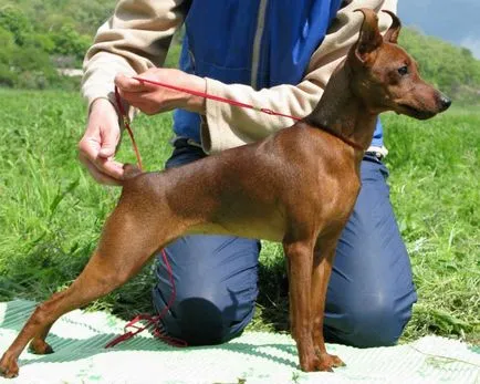 Miniature Pinscher fotó, ár, fajta leírás, képességgel, video - én watchdog (Pinscher) Miniature Pinscher fotó, ár, fajta leírás, képességgel, video - én watchdog