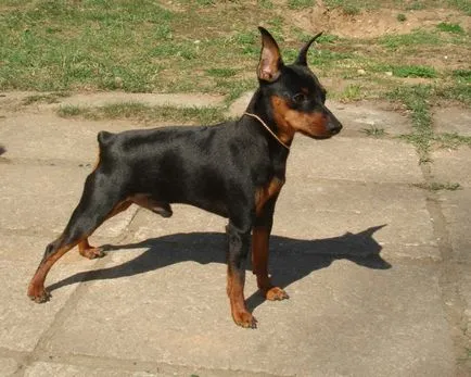 Miniature Pinscher fotó, ár, fajta leírás, képességgel, video - én watchdog (ár) Miniature Pinscher fotó, ár, fajta leírás, képességgel, video - én watchdog
