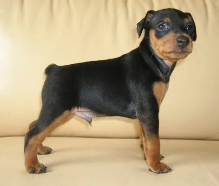 Miniature Pinscher fotó, ár, fajta leírás, képességgel, video - én watchdog (Pinscher) Miniature Pinscher fotó, ár, fajta leírás, képességgel, video - én watchdog