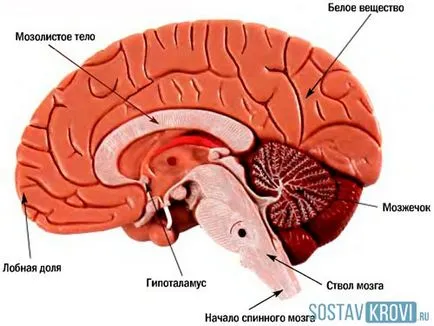 Stem szélütés okozza, tünetei, kezelés, prognózis hasznosításra