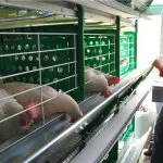 Ketrecek csirkék kezüket útmutató, fotók, videók és rajzok
