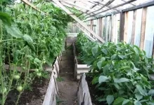 Amikor növényi paprika és paradicsom melegházban lehet oldjuk üvegházban, paradicsom és a padlizsán növény (paradicsom) Amikor növényi paprika és paradicsom melegházban lehet oldjuk üvegházban, paradicsom és padlizsán növény