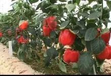 Amikor növényi paprika és paradicsom melegházban lehet oldjuk üvegházban, paradicsom és a padlizsán növény (növény) Amikor növényi paprika és paradicsom melegházban lehet oldjuk üvegházban, paradicsom és padlizsán növény