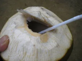 Coconut fa - ázsiai élet fája