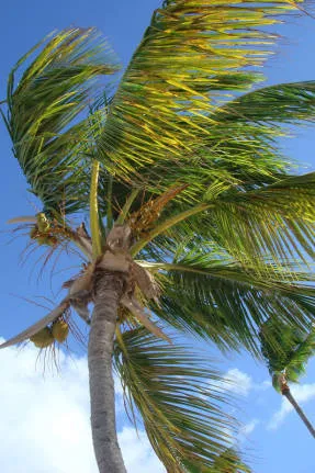 Coconut fa - ázsiai élet fája