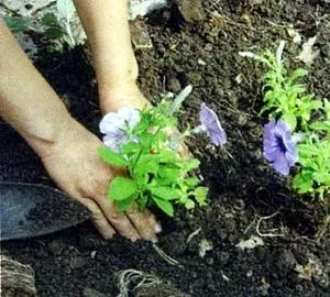 Virágágyások évelők saját kezűleg - a mester osztály (sárga növény magassága) Virágágyások évelők saját kezűleg - a mester osztály