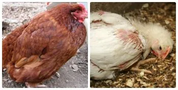 A coccidiosis a csirkék kezelési módszerek és a megelőzés