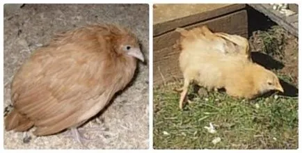 A coccidiosis a csirkék kezelési módszerek és a megelőzés
