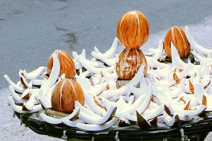 Coconut fa - ázsiai élet fája
