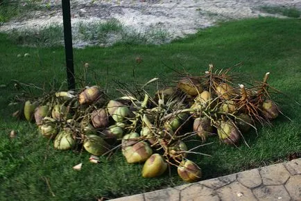 Coconut fa - ázsiai élet fája