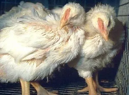 A coccidiosis a csirkék és más madarak - Tünetek, kezelése és megelőzése (coccidiosis csirkékben) Kokcidiózis csirkék és más madarak - Tünetek, kezelése és megelőzése