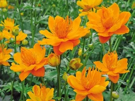 Virágágyások évelők saját kezűleg - a mester osztály (sárga növény magassága) Virágágyások évelők saját kezűleg - a mester osztály