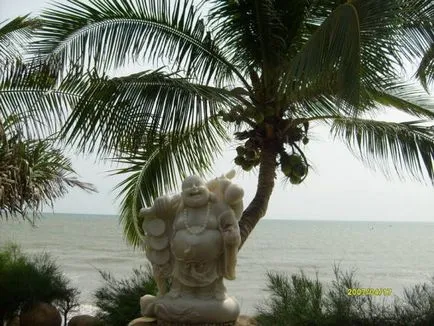 Coconut fa - ázsiai élet fája
