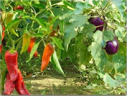 Amikor növényi paprika és paradicsom melegházban lehet oldjuk üvegházban, paradicsom és a padlizsán növény (növény) Amikor növényi paprika és paradicsom melegházban lehet oldjuk üvegházban, paradicsom és padlizsán növény