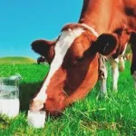 A tehén a hő határozza meg az elején