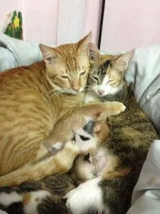 Feline partner szülés