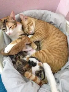 Feline partner szülés