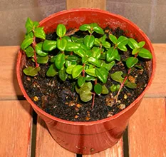 Szoba gránátok karbantartás, szorzás, átültetés metszés (reprodukció) Szoba gránátok karbantartás, szorzás, ültetés, metszés