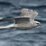 Merlin Merlin fotó és leírás - madár (sólyom madár leírás) Merlin Merlin fotó és leírás - madár